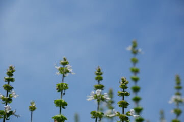 basil flowers against sky