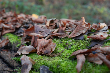 Laub auf Moos im Herbst