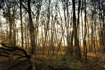 Sonneuntergang strahlen auf den Wald