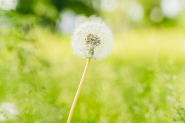 Summer field of dandelions and green grass under the warm evening sun. Nature, meadow, tranquility concept.