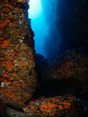 Fototapeta na wymiar Underwater Mediterranean scene with rocks, corals and seaweed in a sunny day