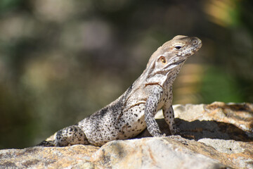 baby iguana sitting on a rock