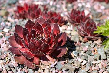 Crassulaceae. Sempervivum. Stone rose or hare cabbage - a genus of plants of the Crassulaceae