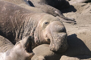 elephant seals