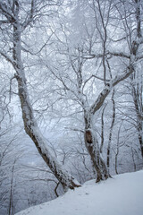 Trees covered with snow in Sabaduri forest, winter landscape