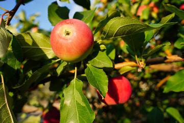 Apple trees in the garden with ripe red apples ready for harvest.