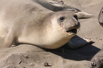 seal on the beach