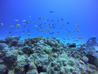 Fototapeta na wymiar 沖縄離島　サンゴ礁と魚たち