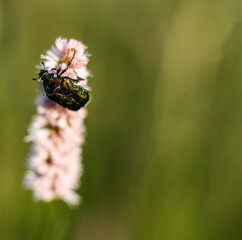 bug on a flower