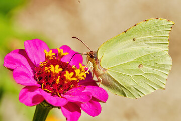 Butterfly on pink Zinnia flower with light colorful blurred bokeh background. Lemon butterfly in detail. animal themes