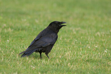 A Carrion Crow standing in a meadow

