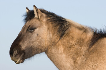 A portrait of a Konik Horse against a blue sky
