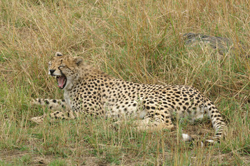 A portrait of a Cheetah yawning in the tall grass of the Masai Mara in Kenya, Africa
