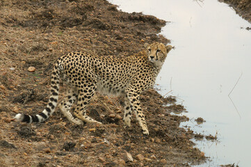 A portrait of a Cheetah at the edge of a pool in the Masai Mara in Kenya, Africa
