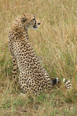 A portrait of a Cheetah in the tall grass of the Masai Mara in Kenya, Africa
