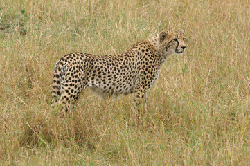 A portrait of a Cheetah in the tall grass of the Masai Mara in Kenya, Africa
