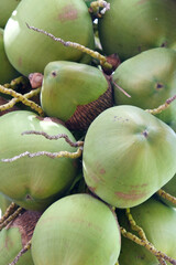 Bunch of green coconuts on coconut tree