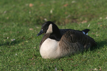 A Canada Goose resting in grass
