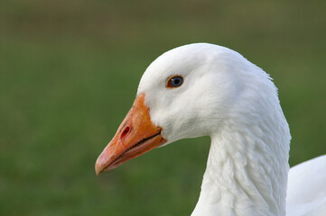A portrait of a Domestic Goose
