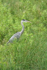 Portrait of a Grey Heron standing on the river bank on the lookout for something to eat like a fish of frog. These predators eat almost anything they can swallow.
