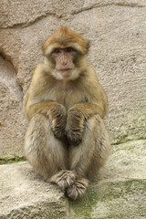 A portrait of a juvenile Barbary Macaque on a rock
