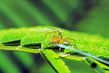 A spider on green leaf