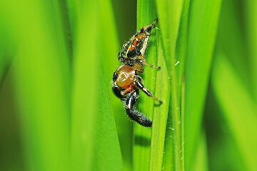 A jumper spider on green leaf