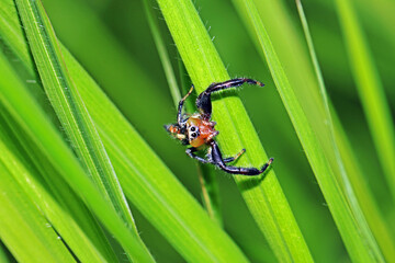 A jumper spider on green leaf
