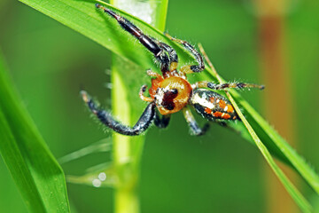 Fototapeta na wymiar A jumper spider on green leaf