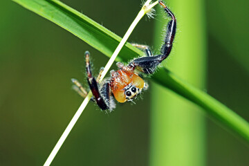 A jumper spider on green leaf
