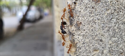 a group of red ants attacking a black ant