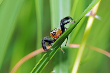 A jumper spider on green leaf