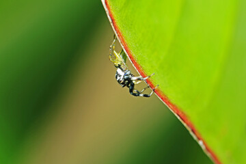 A jumper spider on green leaf