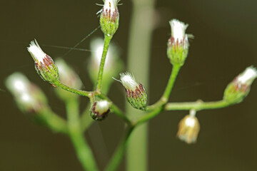 grass flower in the forest