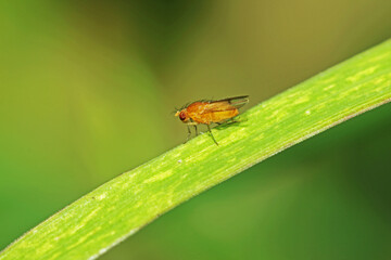 fly on leaf