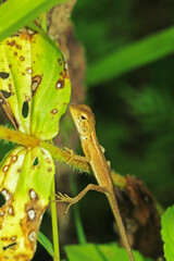 green lizard on a tree