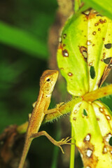 lizard on a tree