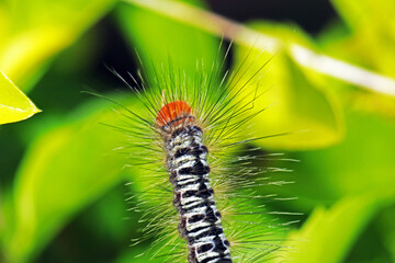 caterpillar on leaf