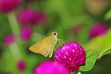 A moth on purple flower