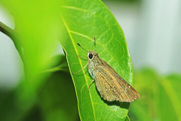 A moth on green leaf