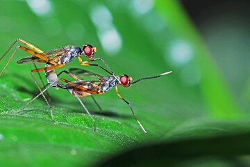 A fly insect mating on green leaf