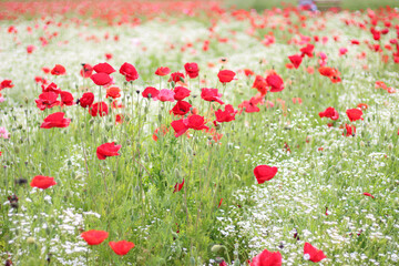 赤いポピーとかすみ草