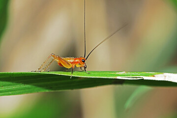 A red cricket on green leaf
