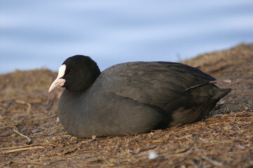 A portrait of an Eurasian Coot resting at the water edge
