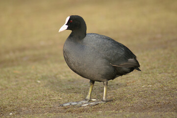 A portrait of an Eurasian Coot walking on the riverside
