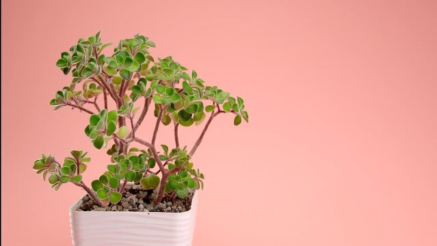 Incredible Aichryson succulent in a square pot on a pink background. The hand puts the flower on the background.
