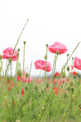 野原に咲くピンクのポピー