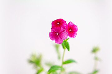 Phlox paniculata single flower, close up. Tender purple phlox flowers polemoniaceae family.