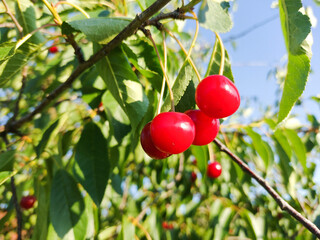ripe cherries in the tree - in Romania