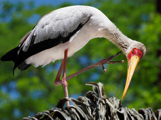 Yellow-billed stork (Mycteria ibis) perched on tree a raised paw   